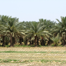 سوگواره دوم-عکس 8-مجتبی خاکسار کوشک قاضی-پیاده روی اربعین از نجف تا کربلا