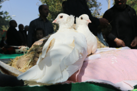 محرم در شهر تاریخی نراق