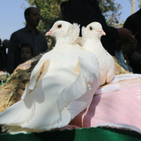 محرم در شهر تاریخی نراق
