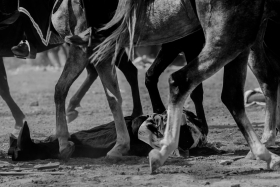 سوگواره چهارم-عکس 1-مجید حجتی-آیین های عزاداری