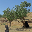 دهمین سوگواره عاشورایی عکس هیأت-سامان خدایاری-مجالس احیای امراهل‌البیت علیهم‌السلام مجموعه عکس-دوربین دیجیتال-اقامه عزا (گزارشی از روند برگزاری مراسم هیأت از ابتدا تا انتها)